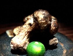 薫る松茸コースのご案内と、9月のお休みのお知らせ
